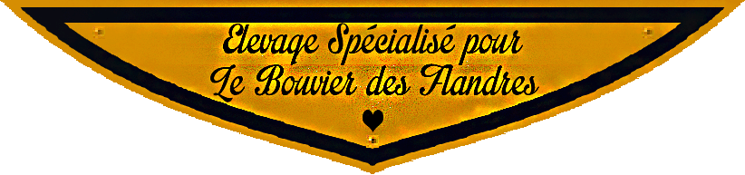 SITE WEB ELEVAGE DU CLOS DE LA LUETTE SPECIALISE POUR LE BOUVIER DES FLANDRES © COPYRIGHT DEPOSE